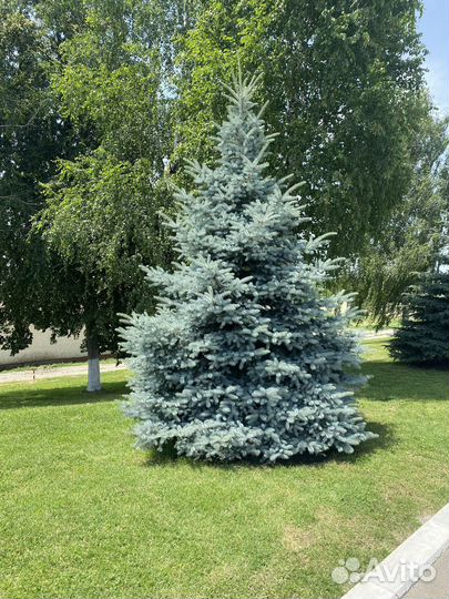 Ель голубая