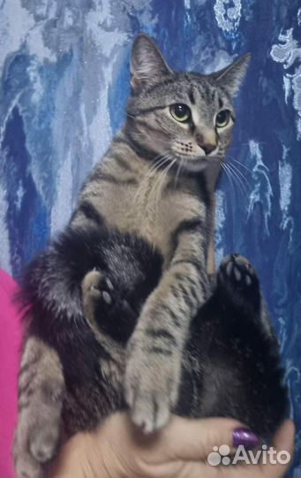 Милая кошечка