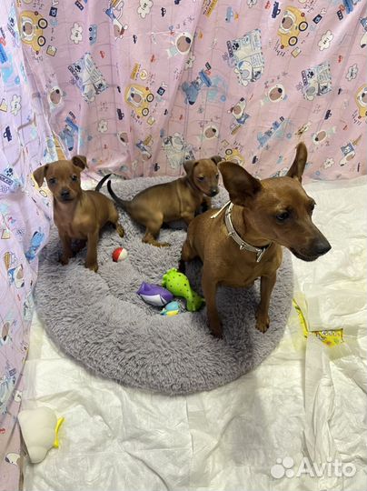 Щенки цвергпинчера