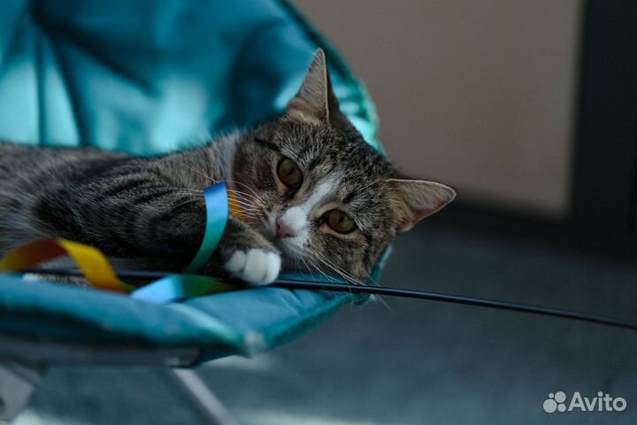 Кошка Саша ждёт своих людей