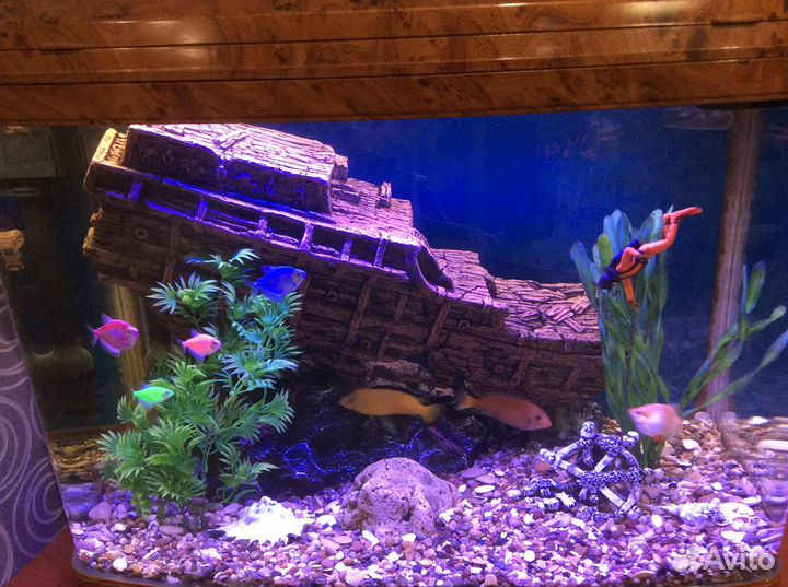 Аквариум