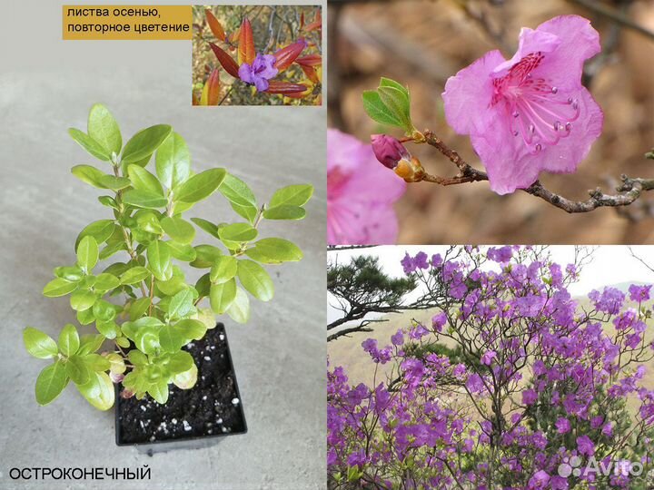 Рододендрон Остроконечный