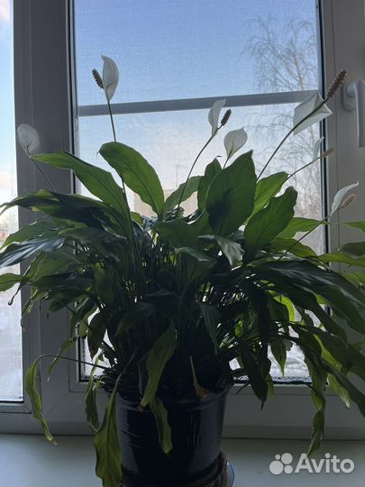 Спатифиллум