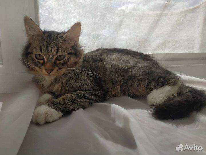 Котенок в добрые руки