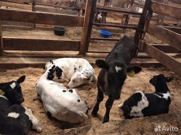 Телята доставка бесплатно