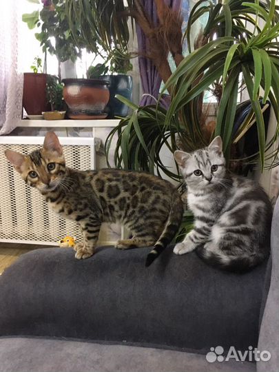 Бенгальские котята
