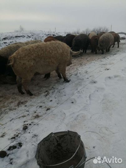 Супоросная свиноматка