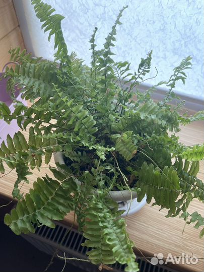 Антуриум Кавалли Лила,Вайт,Грин Ягуар Сакура Париж