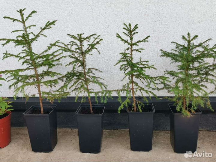 Ель обыкновенная саженцы