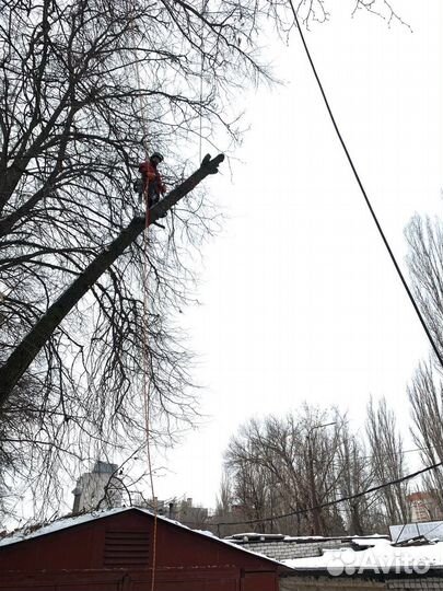 Кронирование деревьев. Спил обрезка деревьев