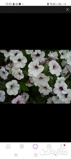 Петуния тайдал Сильвер