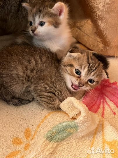 Шотландская