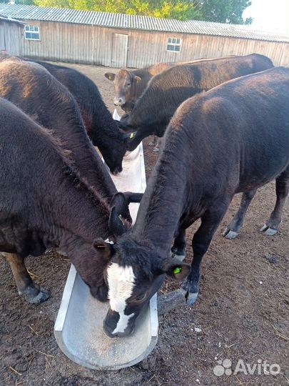 Тёлки-Абердин