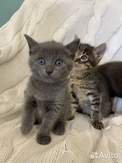 Котята мышеловы от деревенской кошки