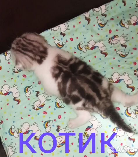 Шотландские котята фолды