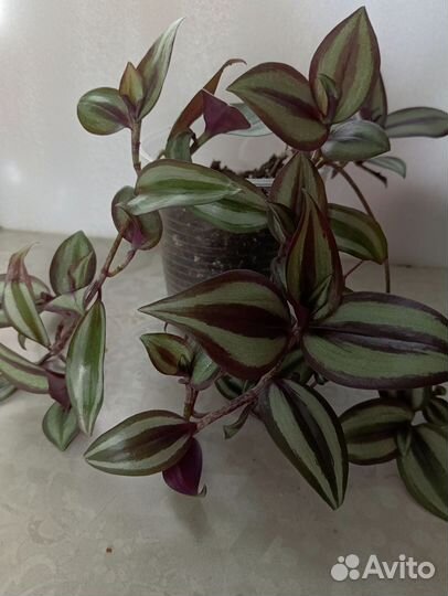 Комнатные растения цветы