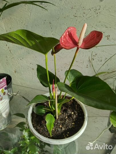 Антуриум Корал ред