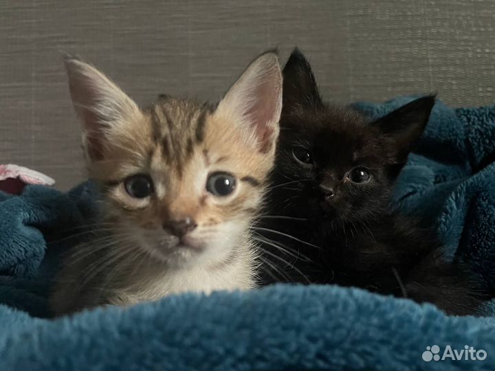 Котята в добрые руки бесплатно