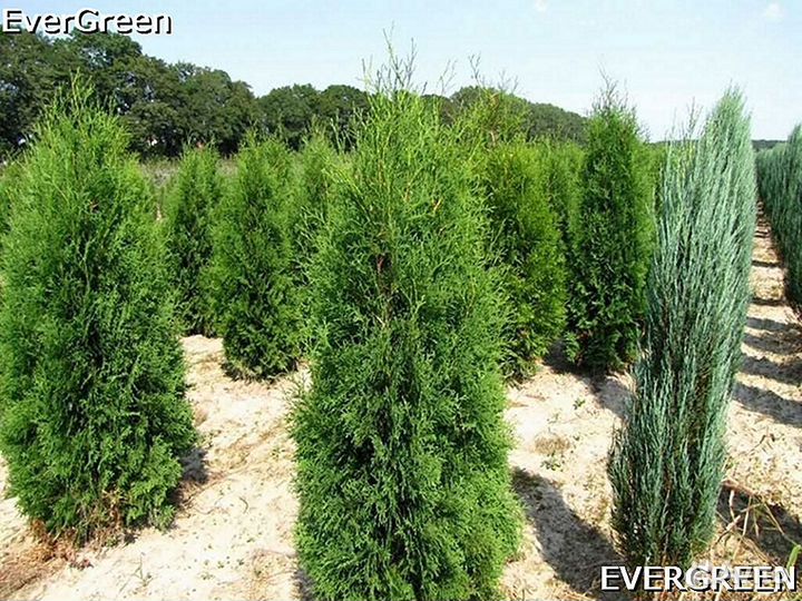 Туи вип класса