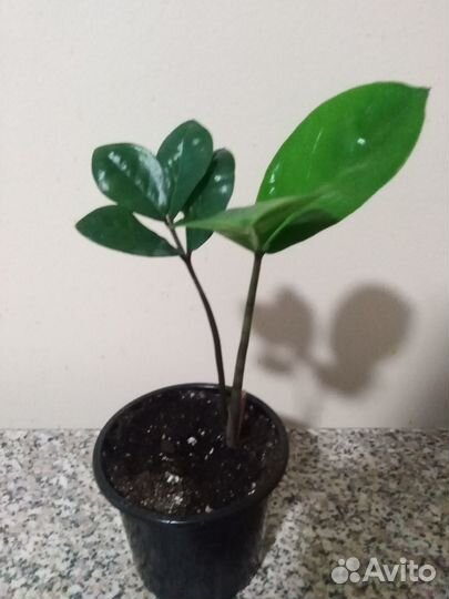 Комнатные растения и цветы