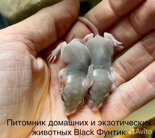 Иглистые мыши