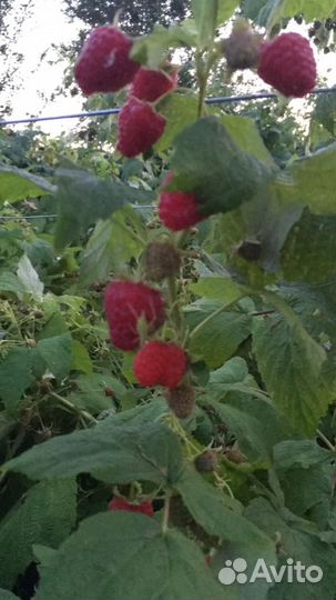 Саженцы малины и ежевики