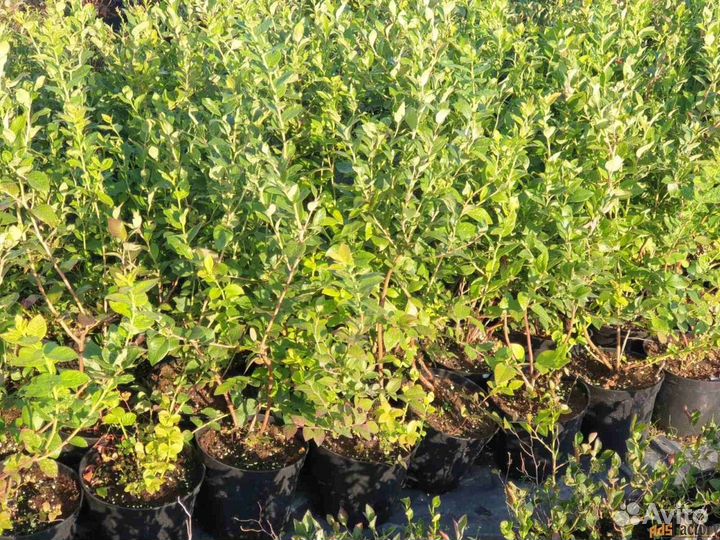 Саженцы голубики сорта 