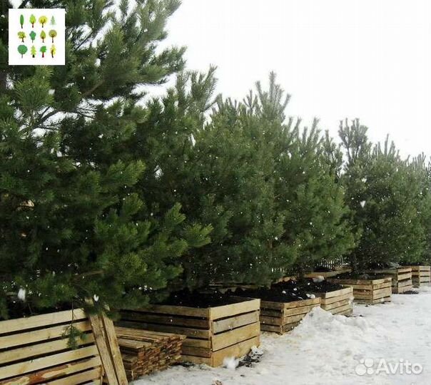 Крупномер сосна опт