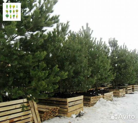 Крупномер сосна опт