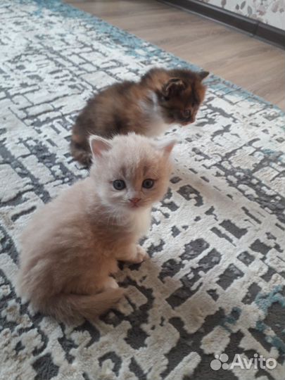 Кошка в дар