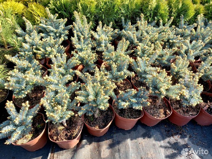 Голубая ель Глаука глобоза