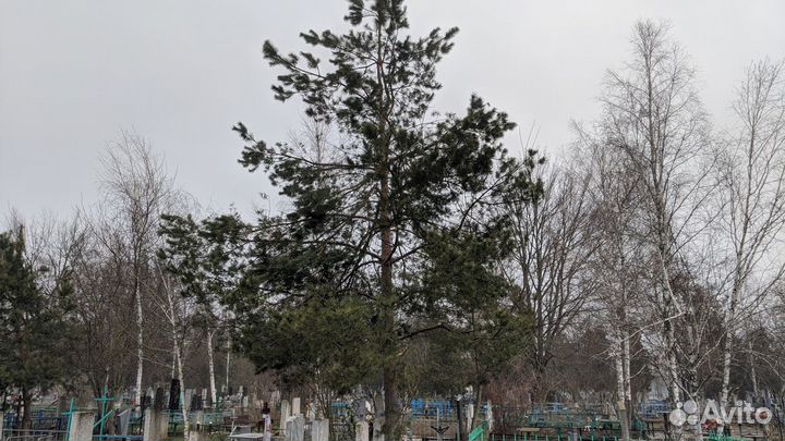 Спил деревьев