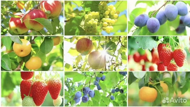 Плодовые декоративные деревья