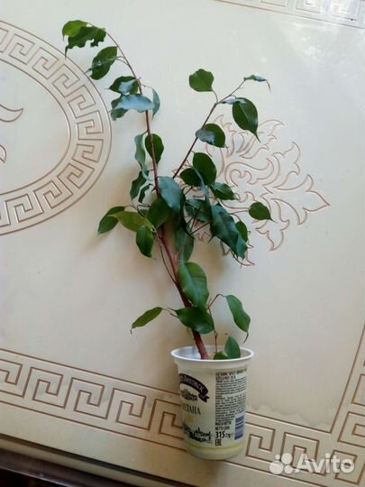 Фокус, драцена, юкка