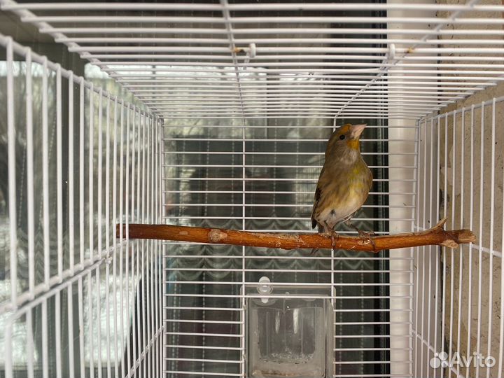 Гибрид щегла и канарейки