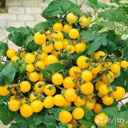 Семена томатов мини (комнатные)