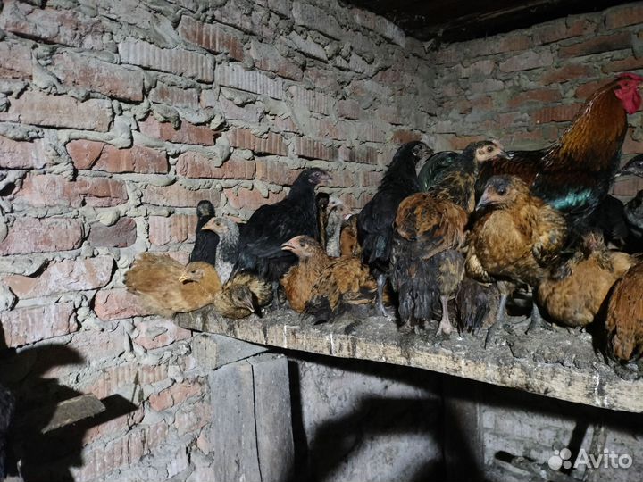 Цыплята несушки подрощенные