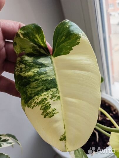 Филодендрон Бурле макс вариегатный