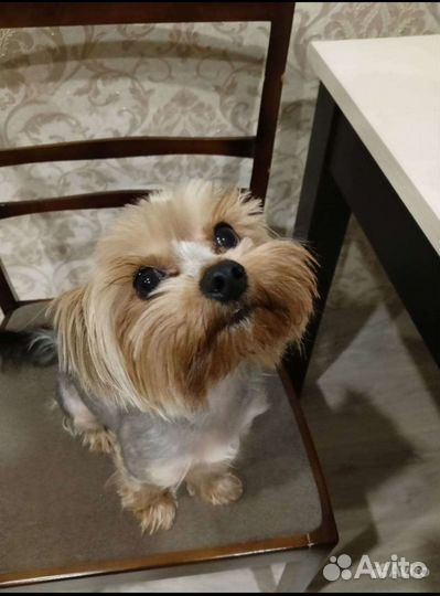 Продам йорка