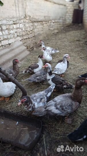 Мускусные утки тяжелые линии