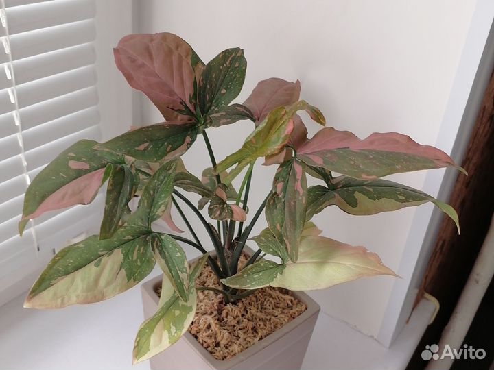 Сингониум ред спот триколор