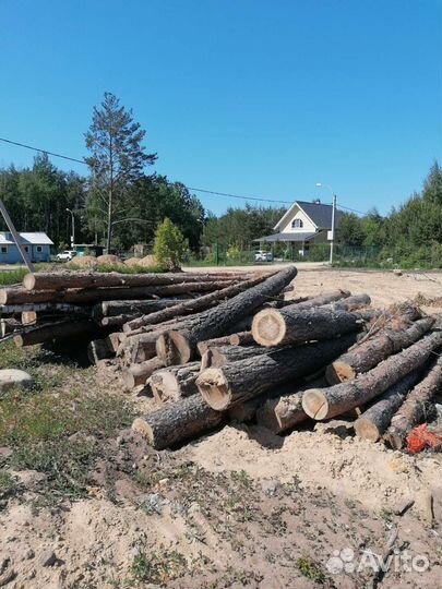 Лес кругляк сосна