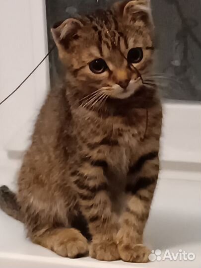 Вислоухий кот