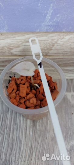 Отросток из моей коллекции