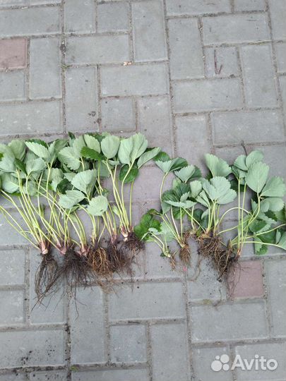 Годовалые саженцы Азия Лорд