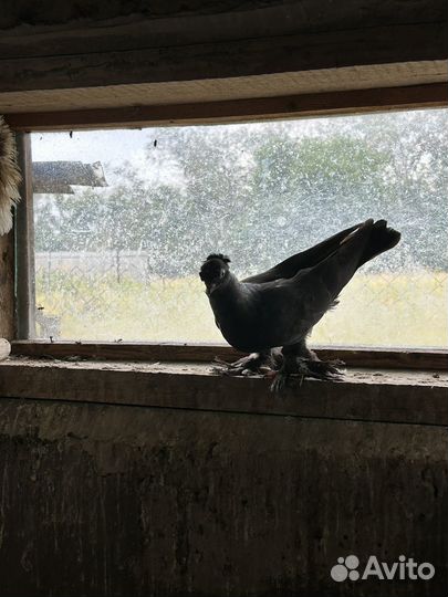 Голуби: павлины, якобинцы, узбеки