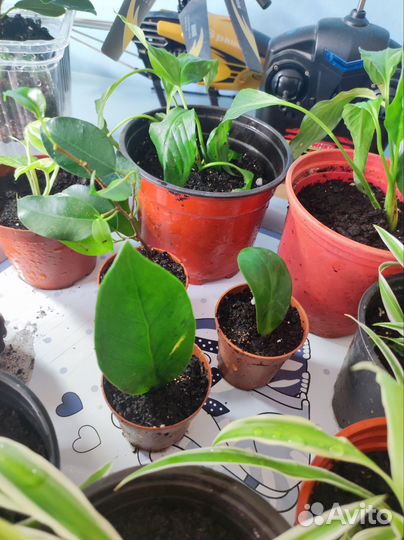 Комнатные растения цветы