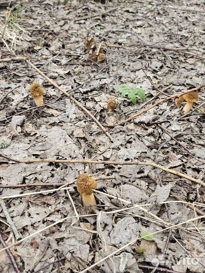 Грибы свежие сморчки