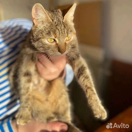 Кошка Заря