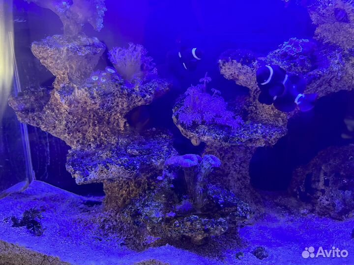 Морской аквариум